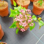 Orgován obyčajný (Syringa vulgaris) ´KRASAVITSA MOSKVY´ - výška 20-30 cm, kont. C2L